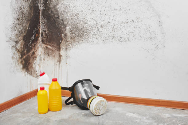Best Emergency Mold Removal  in St Pauls, NC