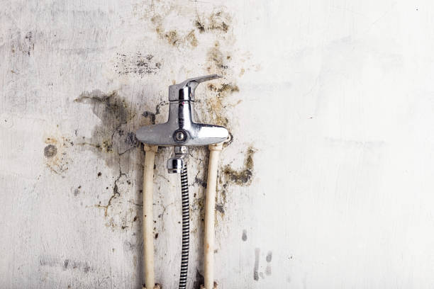 Best Professional Mold Removal  in St Pauls, NC