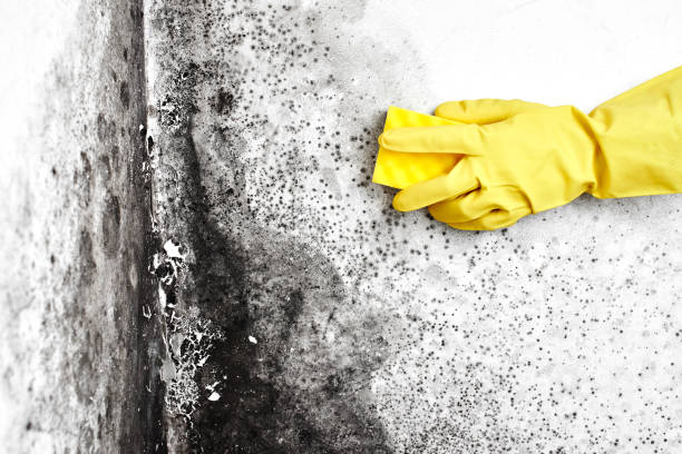 Reliable St Pauls, NC Mold Removal Solutions