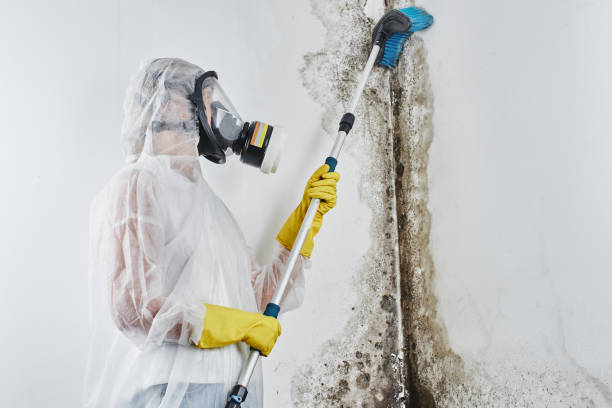 Best Mold Cleaning Services  in St Pauls, NC
