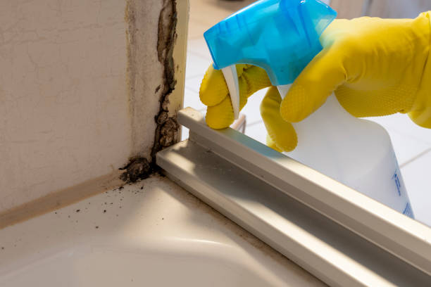 Best Mold Testing  in St Pauls, NC