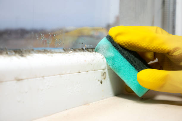 Best Mold Removal Specialists  in St Pauls, NC