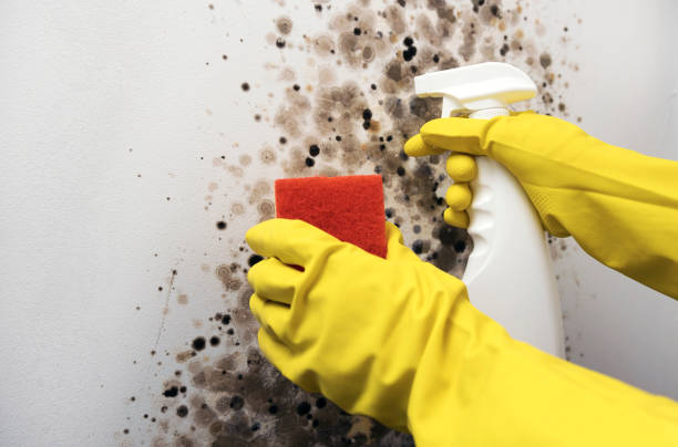 Attic Mold Removal in St Pauls, NC