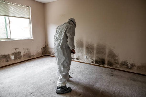 Best Attic Mold Removal  in St Pauls, NC