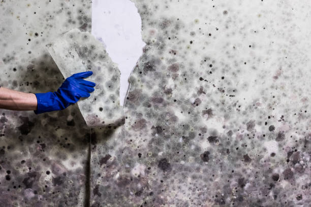 Best Commercial Mold Removal  in St Pauls, NC