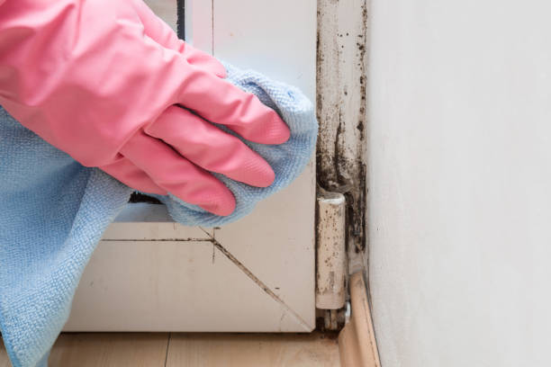 Best Commercial Mold Removal  in St Pauls, NC