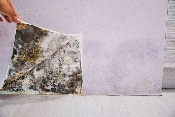 Best Black Mold Removal  in St Pauls, NC